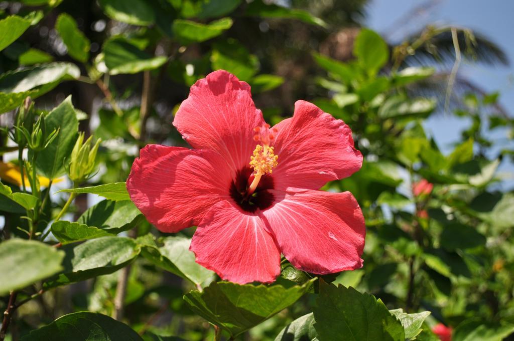 Hotel Tulip Ishigakijima Ishigaki  Dış mekan fotoğraf